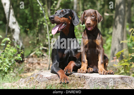 / Dobermann chien Dobermann (oreilles naturelles) / adulte et chiot sur une souche d'arbre Banque D'Images