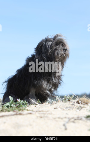 Chien Löwchen / petit chien lion / petit lion / adulte assis dans des dunes Banque D'Images