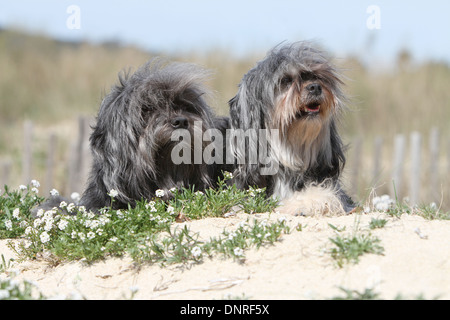 Chien Löwchen / petit chien lion / petit lion / deux adultes se trouvant dans les dunes Banque D'Images