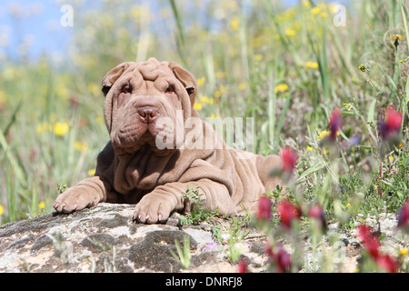 Shar Pei chien / chiot couché sur un rocher Banque D'Images