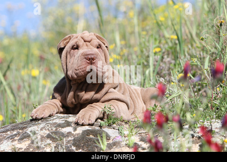 Shar Pei chien / chiot couché sur un rocher Banque D'Images
