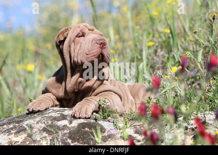 Shar Pei chien / chiot couché sur un rocher Banque D'Images