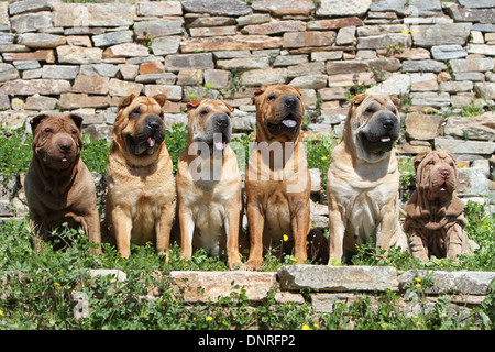 Chien Shar Pei / cinq adultes et un chiot assis sur un mur Banque D'Images