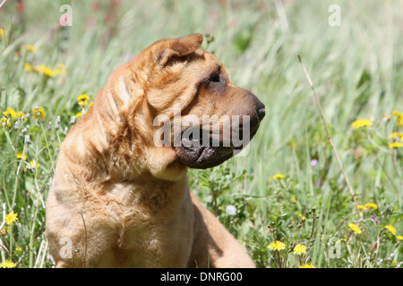 Chien Shar Pei / profil portrait adultes Banque D'Images