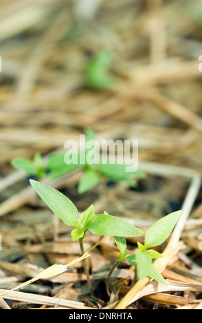 Piment mauve germer dans la ferme. Banque D'Images