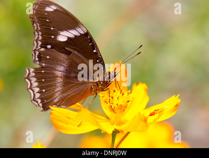 Les indiens Crow (papillons communs Euploea core). Banque D'Images