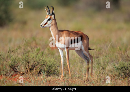 Le Springbok (Antidorcas marsupialis) antilope walking, Afrique du Sud Banque D'Images