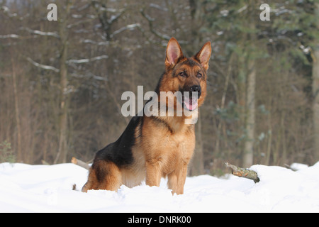 Chien Berger Allemand / Deutscher Schäferhund permanent adultes dans la neige Banque D'Images
