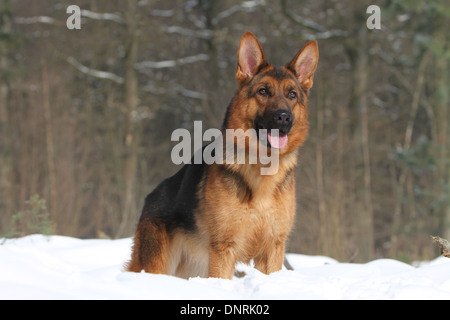 Chien Berger Allemand / Deutscher Schäferhund permanent adultes dans la neige Banque D'Images