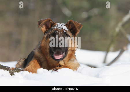Chien Berger Allemand / Deutscher Schäferhund chiot couché dans la neige Banque D'Images