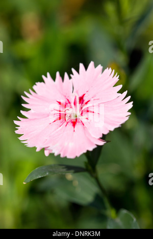 Dianthus fleurs. Banque D'Images