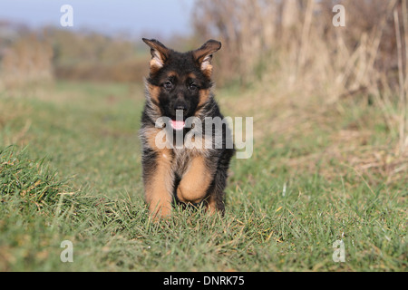 Chien Berger Allemand / Deutscher Schäferhund chiot exécutant dans un pré Banque D'Images