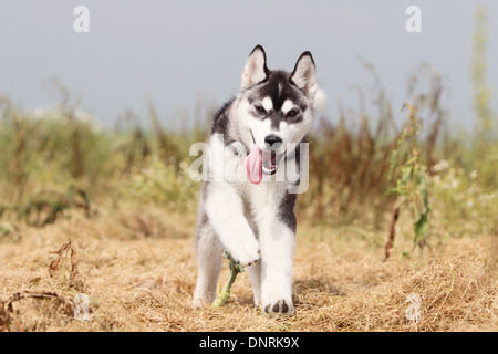 Chien chiot Husky Sibérien tournant dans un pré Banque D'Images
