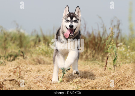 Chien chiot Husky Sibérien tournant dans un pré Banque D'Images