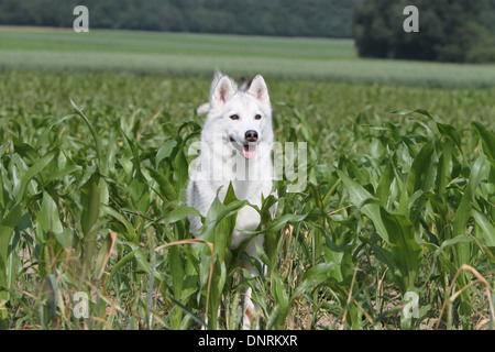 Chien Husky de Sibérie dans un champ permanent adultes Banque D'Images