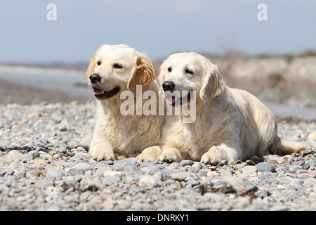 Chien Golden Retriever / deux adultes se trouvant sur des rochers Banque D'Images