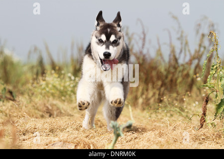 Chien chiot Husky Sibérien tournant dans un pré Banque D'Images