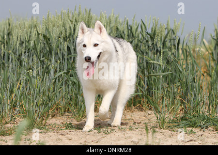 Chien Husky de Sibérie des profils d'exécution dans un champ Banque D'Images