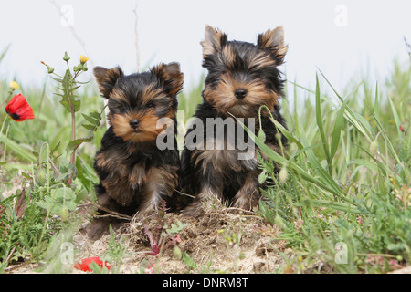 Chien Yorkshire Terrier / deux chiots assis dans des dunes Banque D'Images