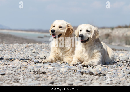 Chien Golden Retriever / deux adultes se trouvant sur des rochers Banque D'Images