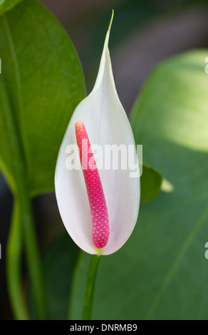 Flamingo/Anthurium fleurs. Banque D'Images