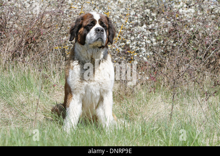 Chien Saint Bernard adultes aux cheveux longs assis dans un pré Banque D'Images