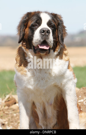 Chien Saint Bernard portrait adultes à poils longs Banque D'Images