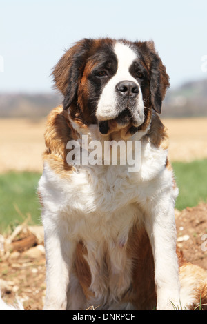 Chien Saint Bernard portrait adultes à poils longs Banque D'Images