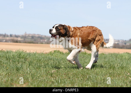 Chien Saint Bernard à poils longs des profils d'exécution dans un pré Banque D'Images