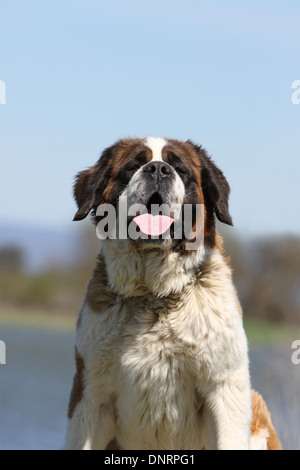 Chien Saint Bernard portrait adultes à poils longs Banque D'Images