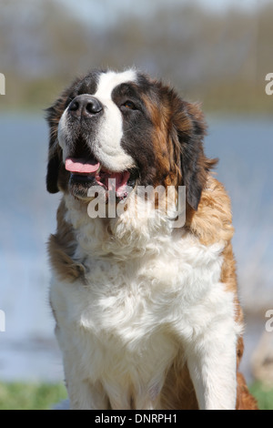 Chien Saint Bernard portrait adultes à poils longs Banque D'Images