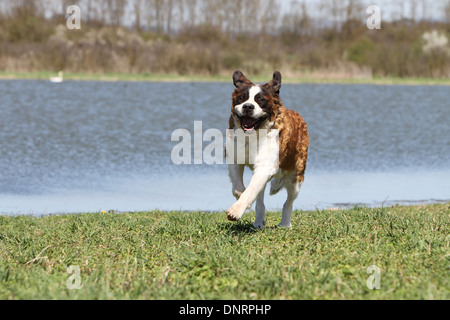 Chien Saint Bernard à poils longs des profils d'exécution avant d'un lac Banque D'Images