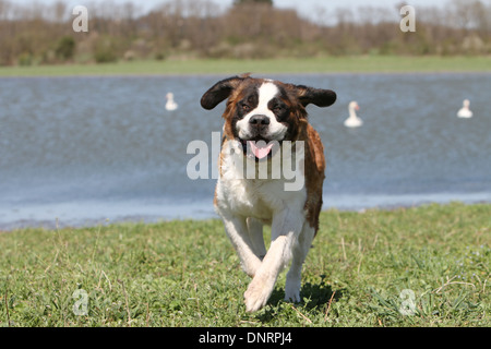 Chien Saint Bernard à poils longs des profils d'exécution dans un pré Banque D'Images