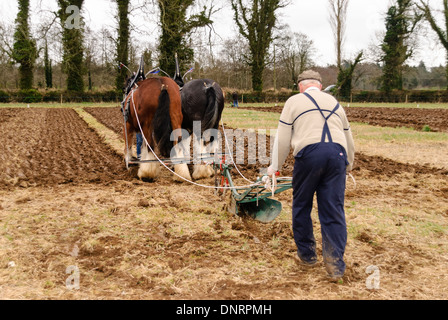 Agriculteur labourant un champ à l'aide de deux chevaux Clydesdale Banque D'Images