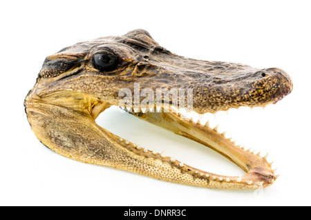 Tête d'alligator de souvenirs, souvent acheté en Floride, en Louisiane et l'Alabama par les touristes Banque D'Images