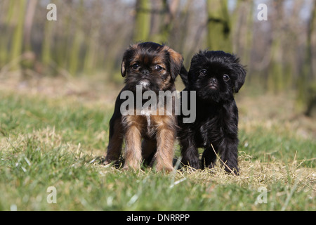 Chien Griffon Belge Griffon / Belge et de chien Griffon Bruxellois Griffon de Bruxelles / deux chiots dans un pré Banque D'Images