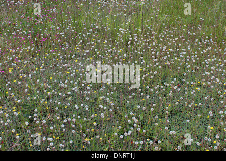 Venu des pissenlits sur fond d'une herbe verte Banque D'Images