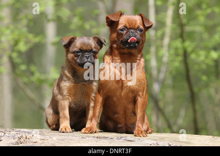 Chien petit Brabancon / petit Griffon Brabant/ adultes belge et puppy sitting in a forest Banque D'Images