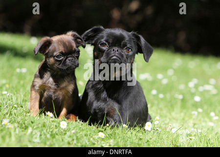 Chien petit Brabancon / petit Griffon Belge Brabant/ adulte et chiot dans un jardin Banque D'Images