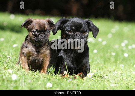 Chien petit Brabancon / petit Griffon Belge Brabant/ adulte et chiot dans un jardin Banque D'Images