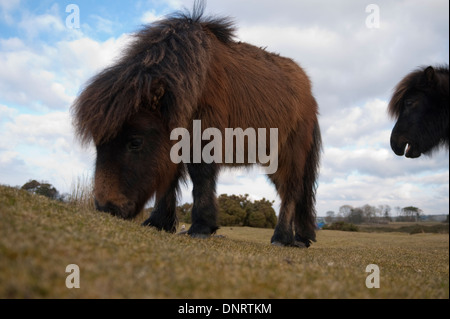 Deux poneys en liberté sur les communes à l'Mungrisedale, Cumbria, Angleterre Banque D'Images