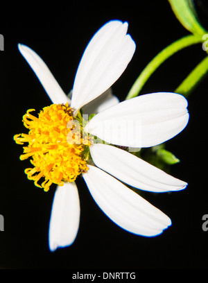 Macro Fleur Daisy sur noir Banque D'Images