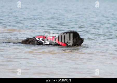 Chien Terre-Neuve / adulte au cours d'une formation Banque D'Images