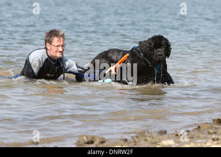 Chien Terre-Neuve / adulte sauve un nageur lors d'un training Banque D'Images