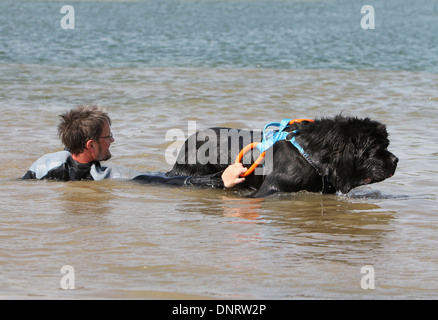 Chien Terre-Neuve / adulte sauve un nageur lors d'un training Banque D'Images