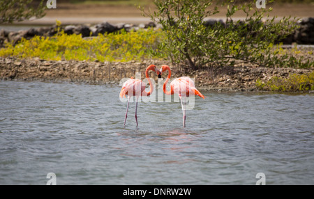 Des flamants roses sur la saline à Curacao Banque D'Images