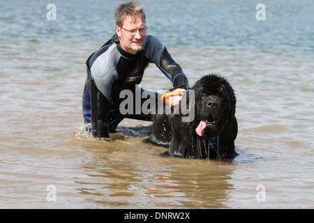 Chien Terre-Neuve / adulte sauve un nageur lors d'un training Banque D'Images