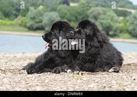 Chien Terre-Neuve / deux adultes situé au bord d'un lac Banque D'Images