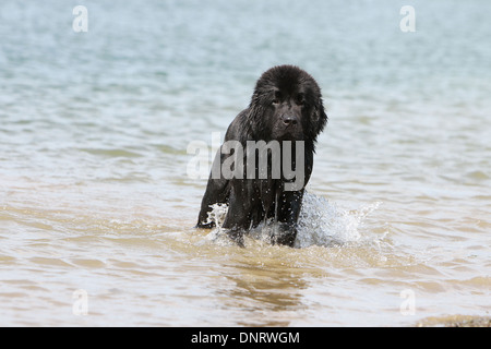 Terre-neuve chien / chiot debout dans la mer Banque D'Images