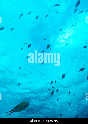 ASchool de poisson créole envahissent les plongeurs en scaphandre autonome. Bonaire Banque D'Images